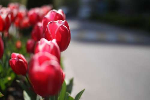 Tulip Flowers Spring