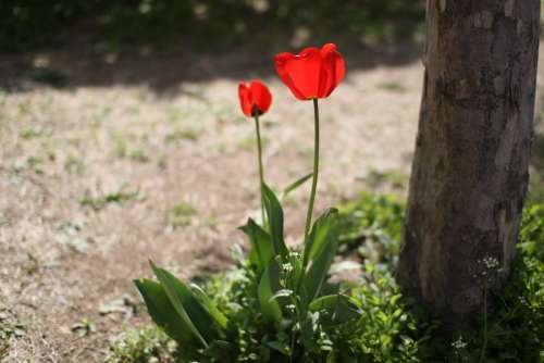 Tulip Flowers Spring