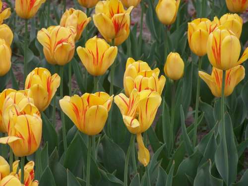 Tulip Flower Nature Park Pedals Garden Yellow
