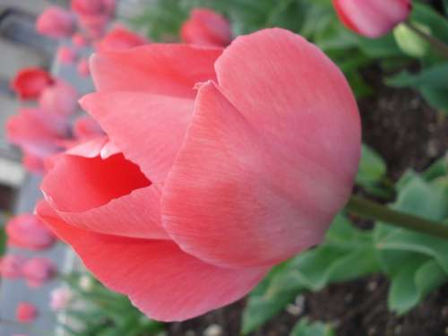 Tulip Pink Flower Spring Detail Calico Field