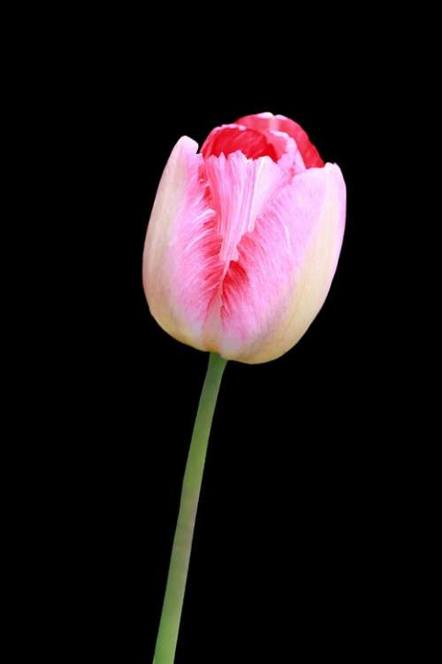 Tulip Flower Red Pink Bloom Close-Up Beautiful