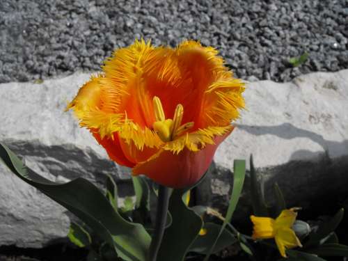 Tulip Flamed Spring Orange