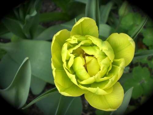 Tulip Spring Flower Tulips Nature Yellow Flowers