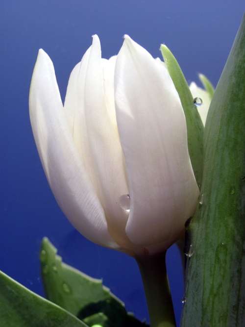 Tulip White Drop Of Water