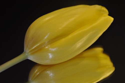 Tulip Yellow Poster Anna Lina Artline Spring