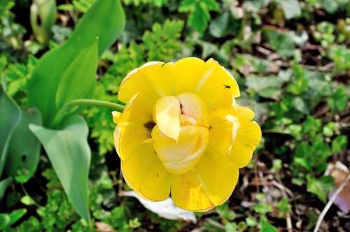 Tulip Flower Yellow Flowers Spring