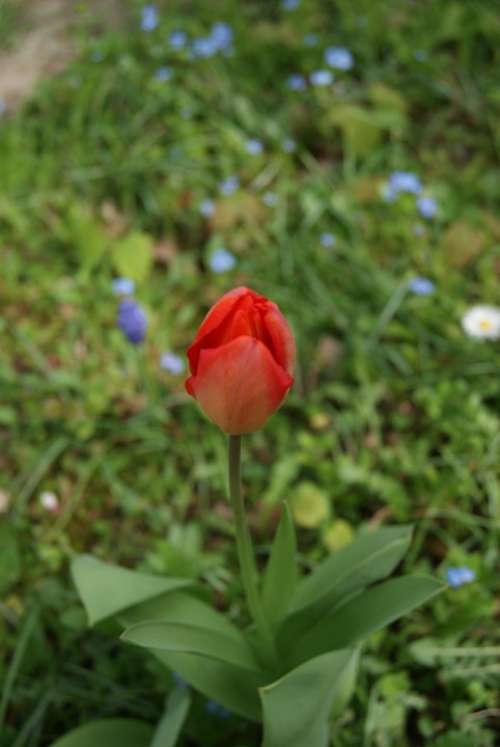Tulip Flowers Nature