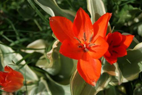 Tulip Flowers Nature
