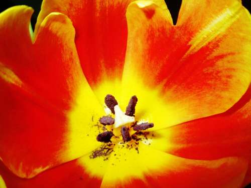 Tulip Flower Blossom Bloom Pistil Pollen Yellow