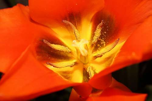 Tulip Flowers Sharpness Game Blossomed Pistil