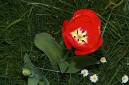 Tulip Flower Lilies Spring Bloom Red Colorful
