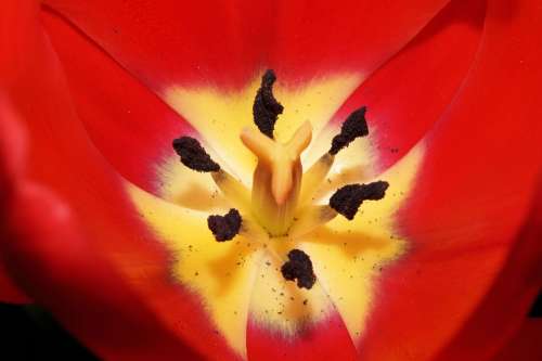 Tulip Flowers Ovary Stamp Pollen Red Close Up