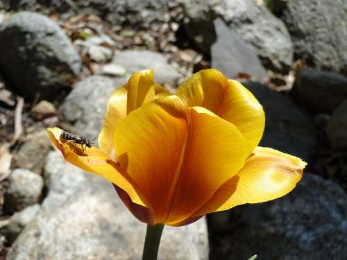 Tulip Spring Flower Bulb Gold Yellow Garden
