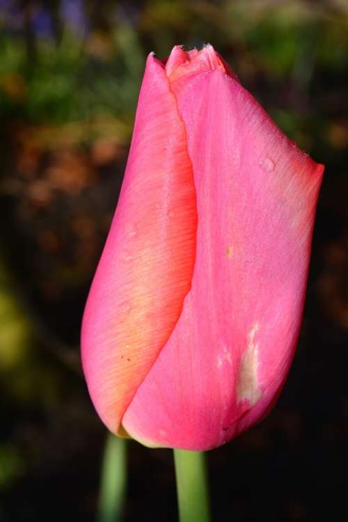 Tulip Blossom Bloom Pink Closed Garden Sweet