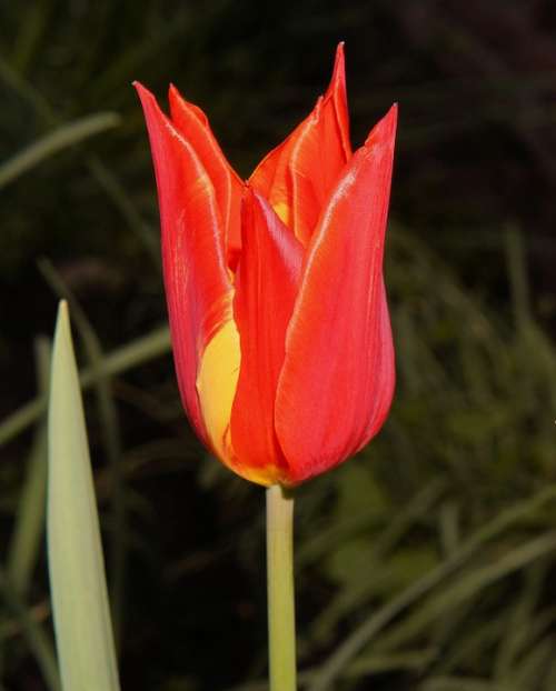 Tulip Red Flower Blossom Bloom