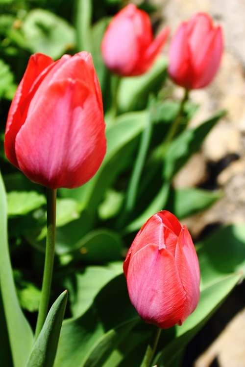 Tulip Tulips Red Cup Flowers Beauty Flower