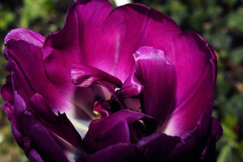 Tulip Blossom Bloom Colorful Macro Purple