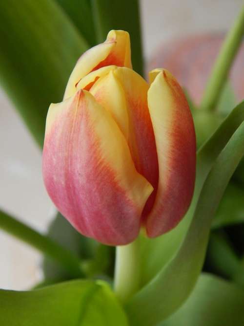 Tulip Plant Flower