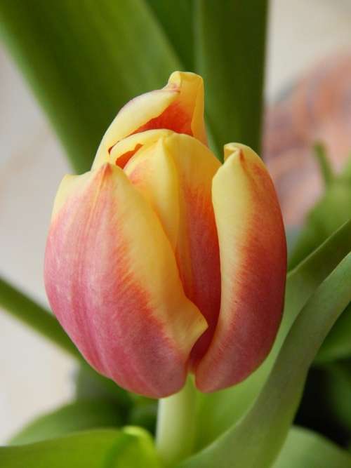 Tulip Cup Colored Flower