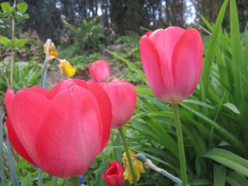 Tulip Flower Tulips Spring Flowers Bloom Red