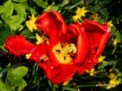 Tulip Flower Blossom Bloom Holland Macro Red