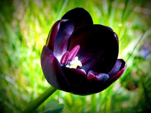 Tulip Spring Spring Flowers Purple Garden