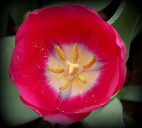 Tulip Spring Spring Flower Red Garden