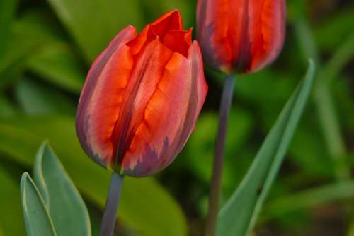 Tulip Spring Flower Flowers Bloom Plant Blossom