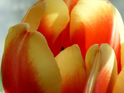 Tulip Flower Nature Plant Orange Yellow Blossom