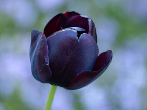 Tulip Black Lily Spring Flowers Schnittblume