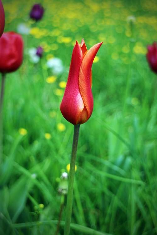 Tulip Spring Flower Red Blossom Bloom Plant