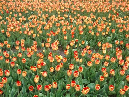 Tulip Tulips Bulb Netherlands Holland Spring