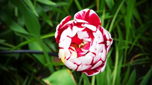 Tulip Noble Tulip Red White Spring Flower Blossom