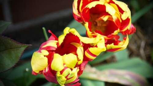 Tulip Spring Nature Yellow Red Flowers