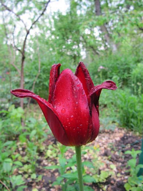 Tulip Flower Red Rosa Beautiful Garden Flower