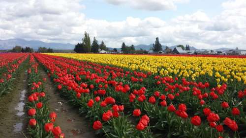 Tulip Tulips Red Flowers Bulbs Sky Field