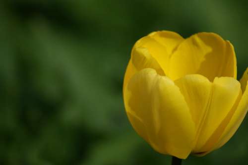 Tulip Yellow Flower Holland Nature Beautiful
