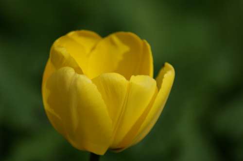 Tulip Yellow Flower Yellow Flower Flowers Colorful