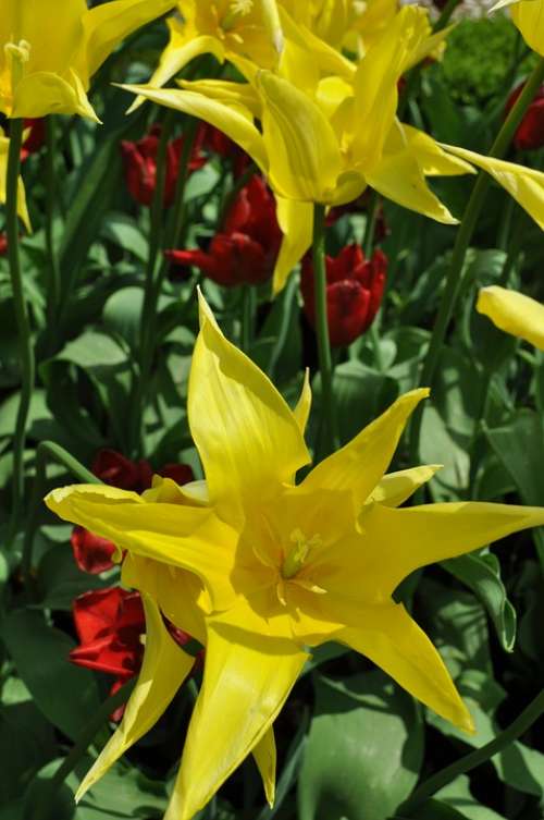 Tulip Flower Blossom Bloom Yellow Spring