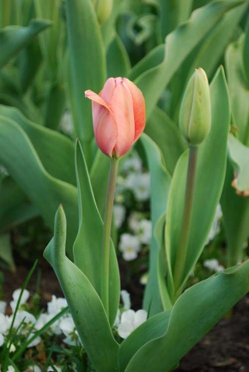 Tulip Flowers Nature Plants Flower Spring Garden