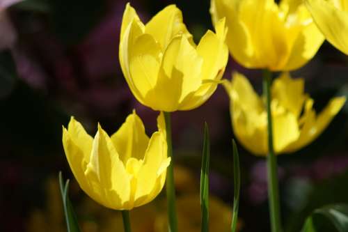 Tulip Yellow Flowers Spring Floral Nature Blossom