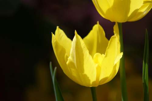 Tulip Yellow Flower Spring Floral Nature Blossom