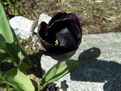 Tulip Tulipa Black Tulip Flowers Bloom Blooming