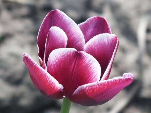 Tulip Purple Closeup