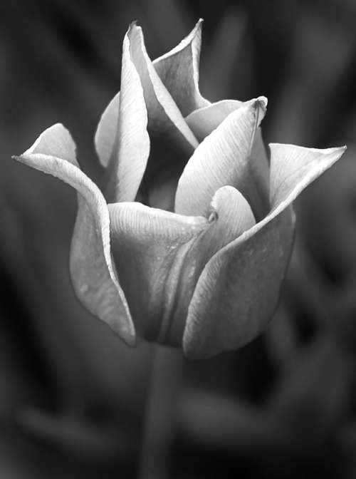 Tulip Plant Flower Black And White