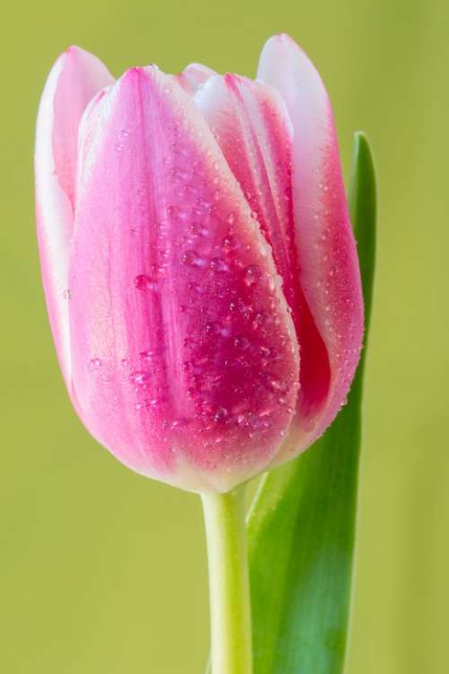 Tulip Flower Macro Flora Plant Garden Blossom