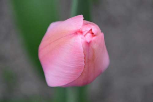 Tulip Pink Flower Buds