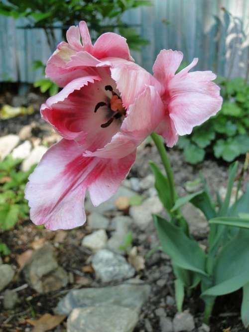 Tulip Flower Spring Garden Bulb Pink Frilly Open