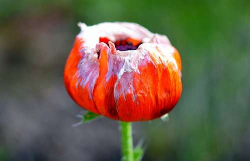 Tulip Tulips Nature Flower Holland Netherlands