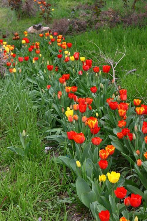 Tulip Tulips Flowers Spring Nature